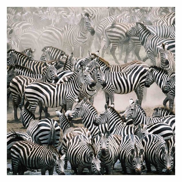 Tapeter Zebra Herd