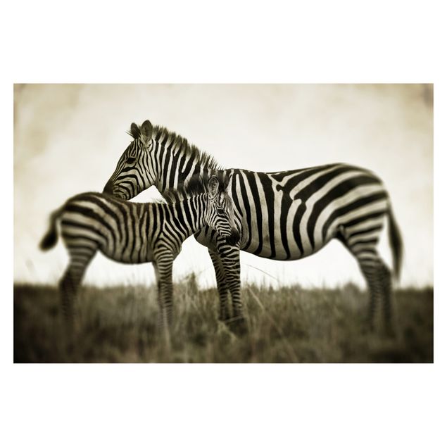 Tapeter Zebra Couple