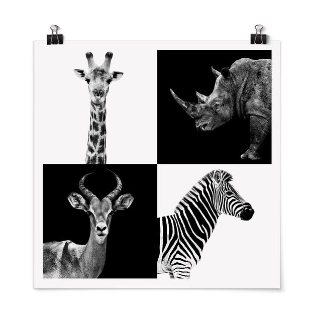 Tavlor zebror Safari Quartet