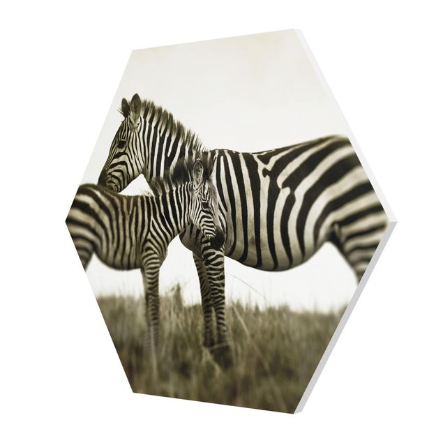 Tavlor svart och vitt Zebra Couple