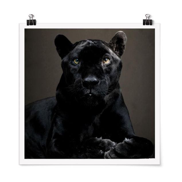 Posters djur Black Puma
