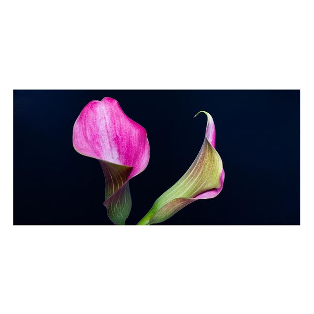 Magnettavla blommor  Calla Close-Up Black Backdrop
