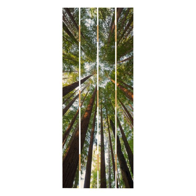Tavlor Sequoia Tree Tops