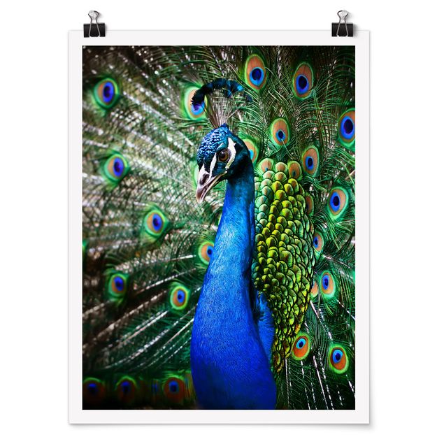 Tavlor modernt Noble Peacock