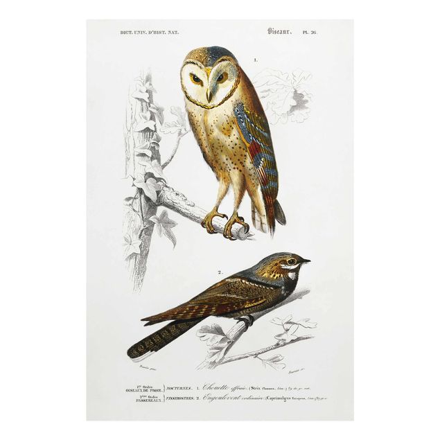 Tavlor brun Vintage Board Owl And Swallow