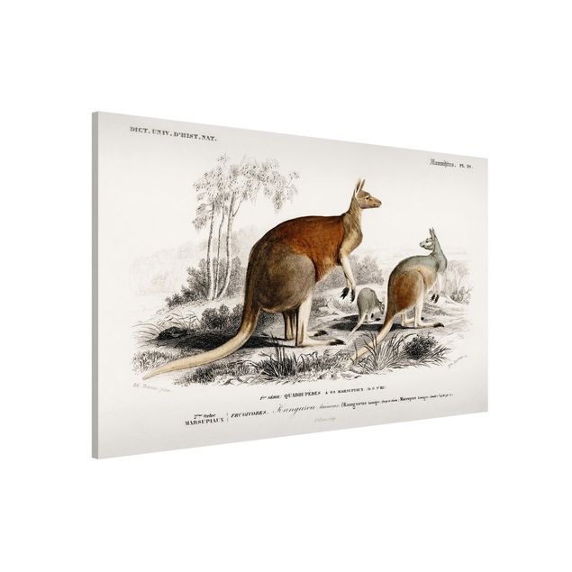 Tavlor Australien Vintage Board Kangaroo