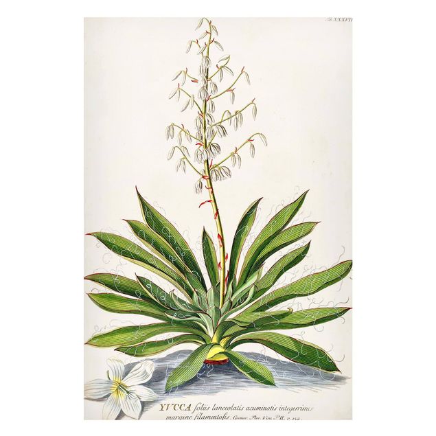 Tavlor landskap Vintage Botanical Illustration Yucca
