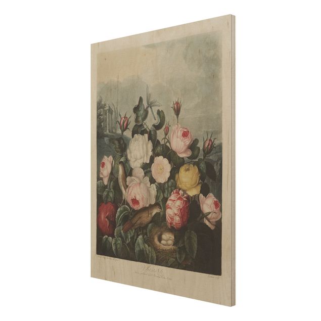 Trätavlor vintage Botany Vintage Illustration Of Roses