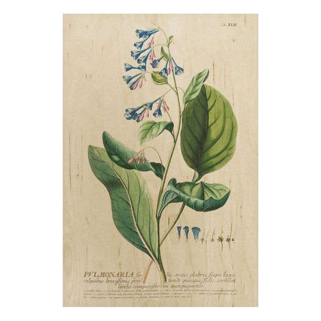 Trätavlor blommor  Vintage Botanical Illustration Lungwort