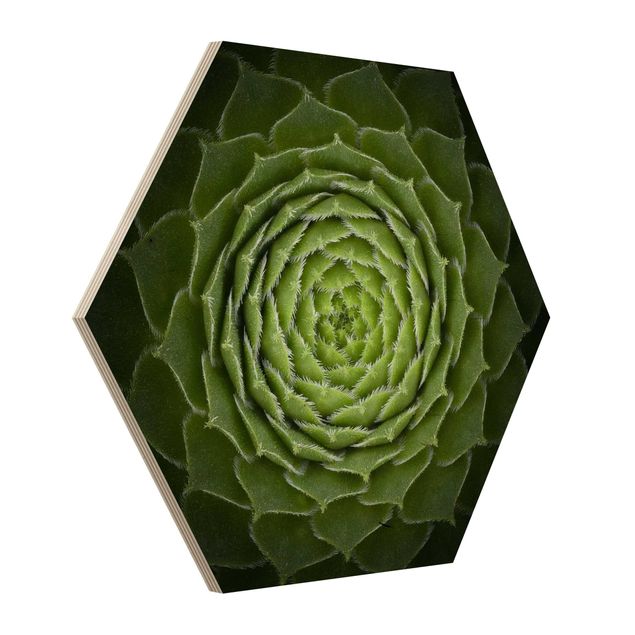 Hexagonala tavlor Mandala Succulent