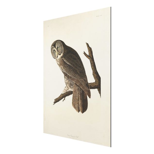 Tavlor vintage Vintage Board Great Owl