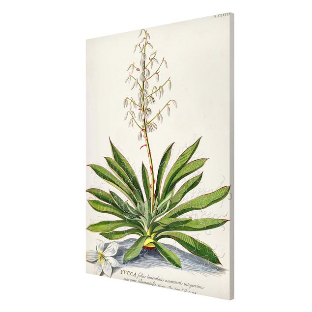 Magnettavla blommor  Vintage Botanical Illustration Yucca