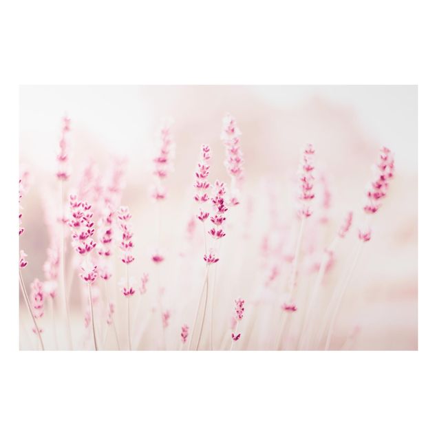 Tavlor blommor Pale Pink Lavender