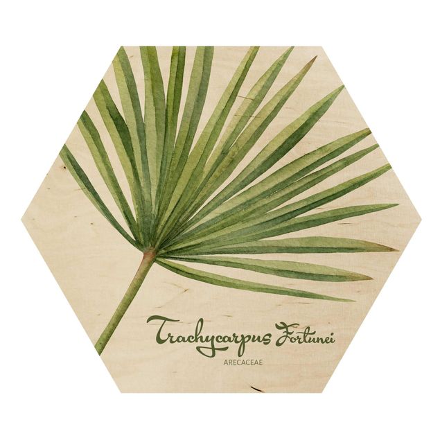 Hexagonala tavlor Watercolour Botany Trachycarpus Fortunei