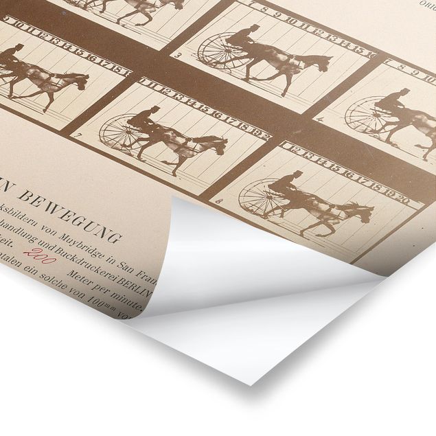 Posters djur Eadweard Muybridge - The horse in Motion