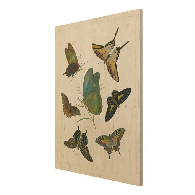 Tavlor Vintage Illustration Exotic Butterflies