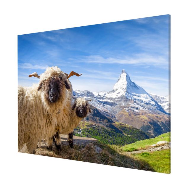 Tavlor bergen Blacknose Sheep Of Zermatt