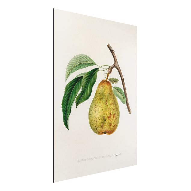 Kök dekoration Botany Vintage Illustration Yellow Pear