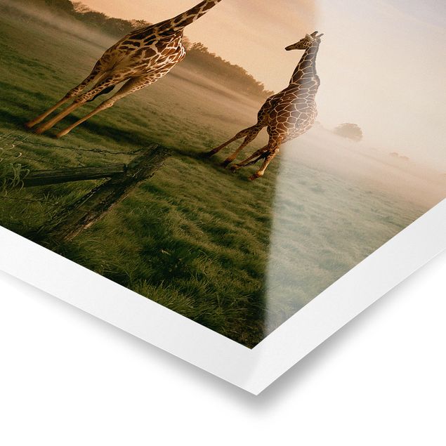 Posters landskap Surreal Giraffes