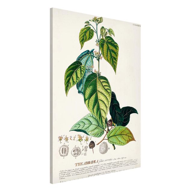 Kök dekoration Vintage Botanical Illustration Cocoa