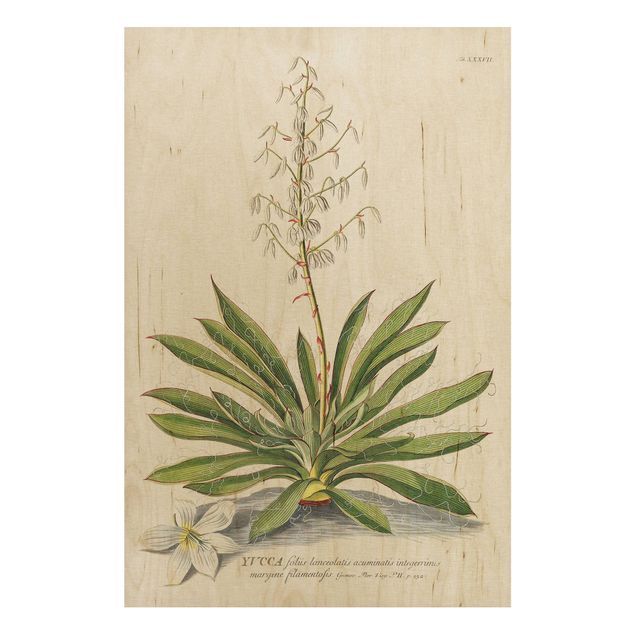 Trätavlor blommor  Vintage Botanical Illustration Yucca