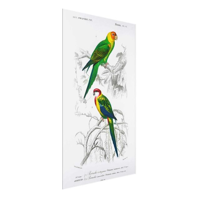 Tavlor blommor  Vintage Wall Chart Two Parrots Green Red