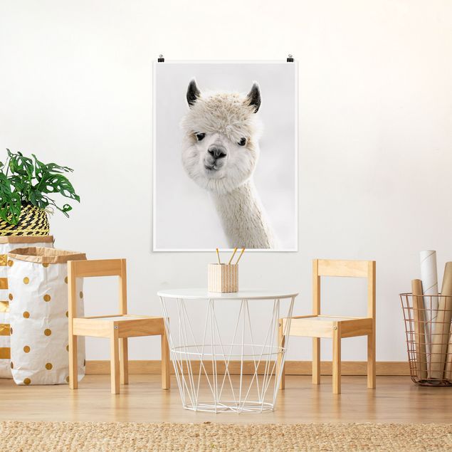 Posters djur Alpaca Portrait