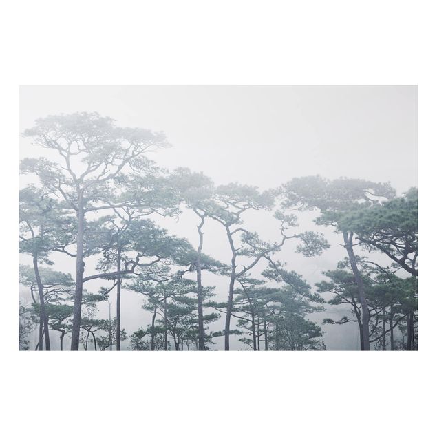 Tavlor träd Treetops In Fog
