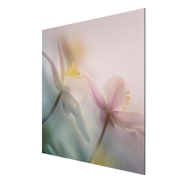 Tavlor blommor  Wood anemone