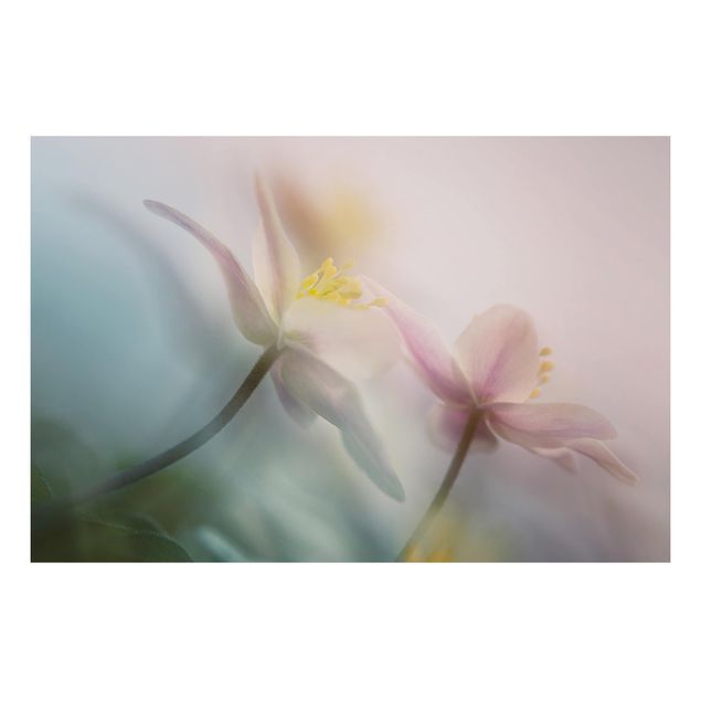 Tavlor blommor Wood anemone
