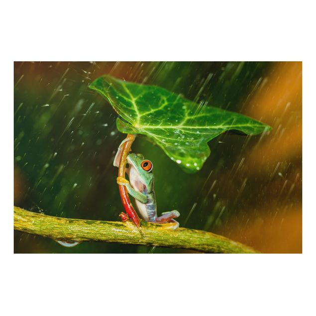 Kök dekoration Frog In The Rain