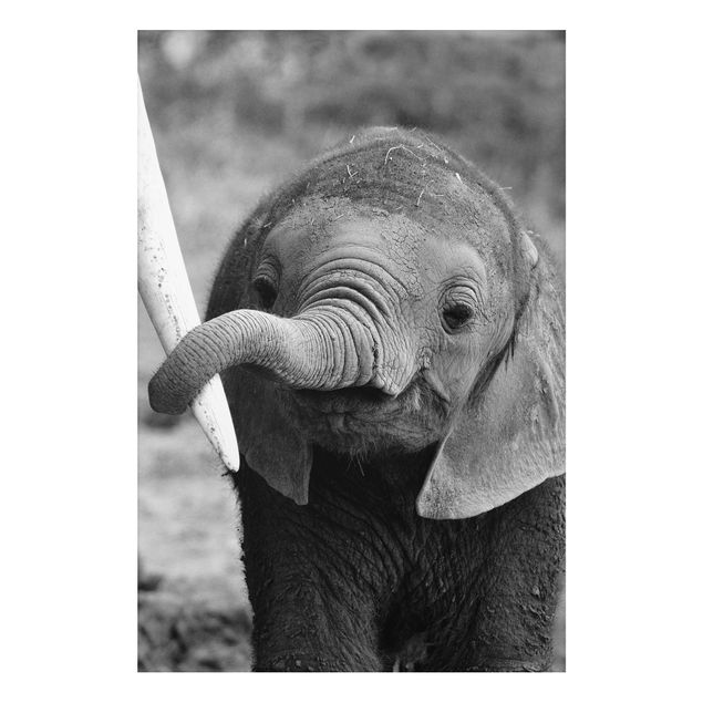 Tavlor elefanter Baby Elephant