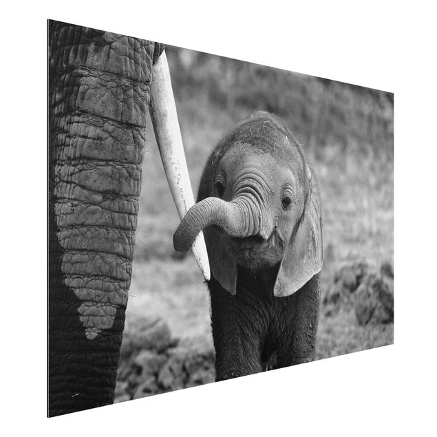 Kök dekoration Baby Elephant