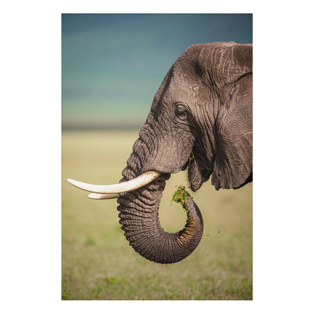 Kök dekoration Feeding Elephants In Africa