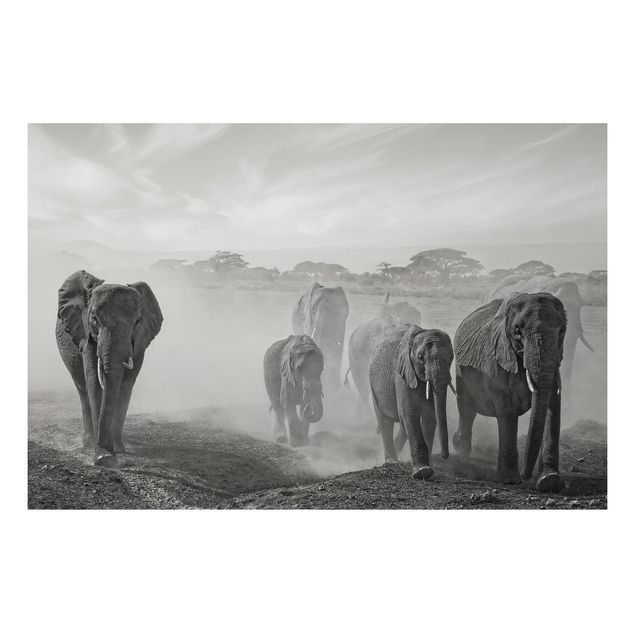 Tavlor elefanter Herd Of Elephants