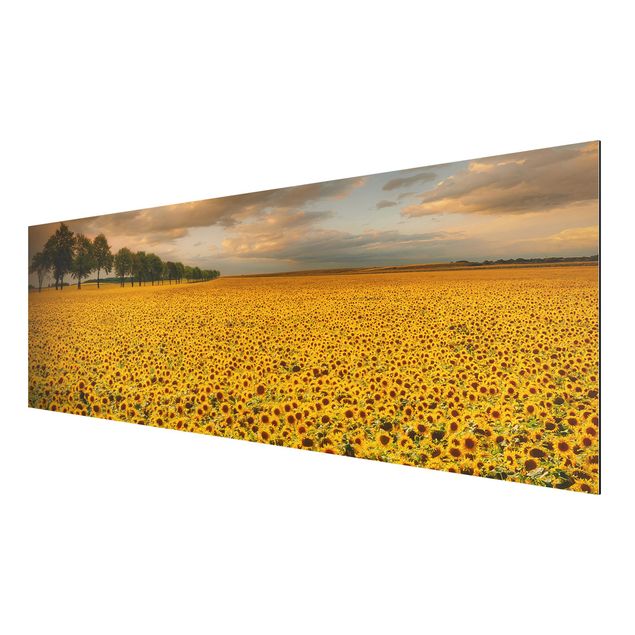 Tavlor landskap Field With Sunflowers