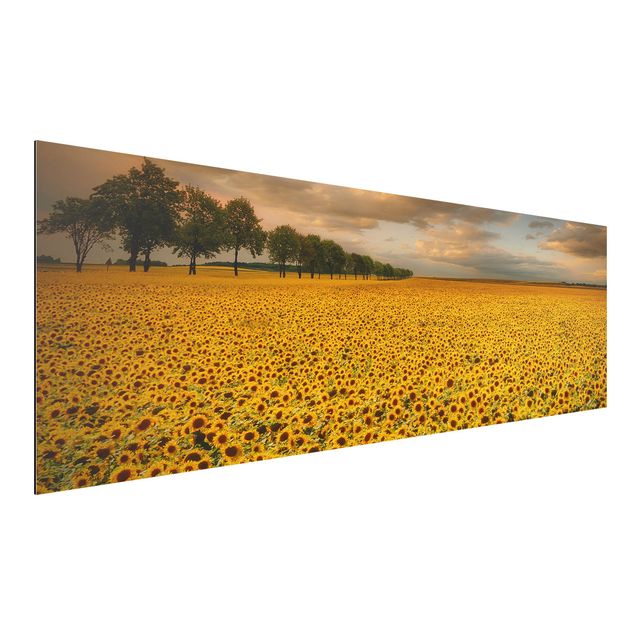 Tavlor solrosor Field With Sunflowers