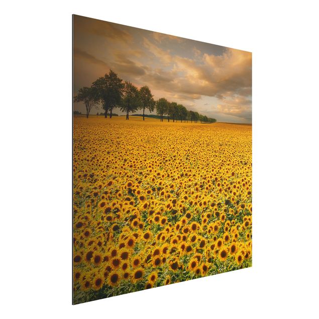 Tavlor solrosor Field With Sunflowers