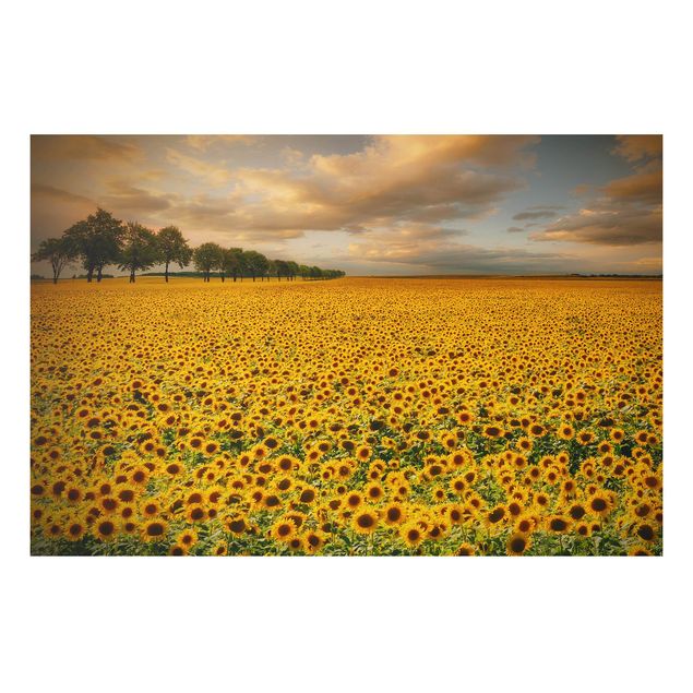 Kök dekoration Field With Sunflowers