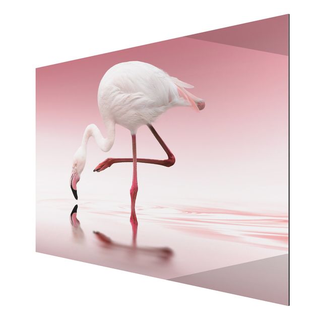 Tavlor Afrika Flamingo Dance