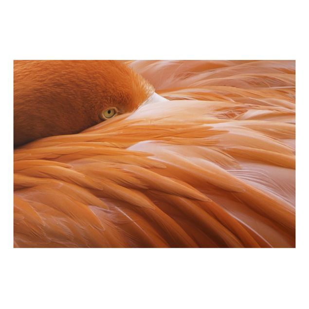 Tavlor fjädrar Flamingo Feathers
