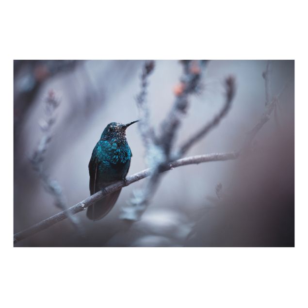 Tavlor fjädrar Hummingbird In Winter
