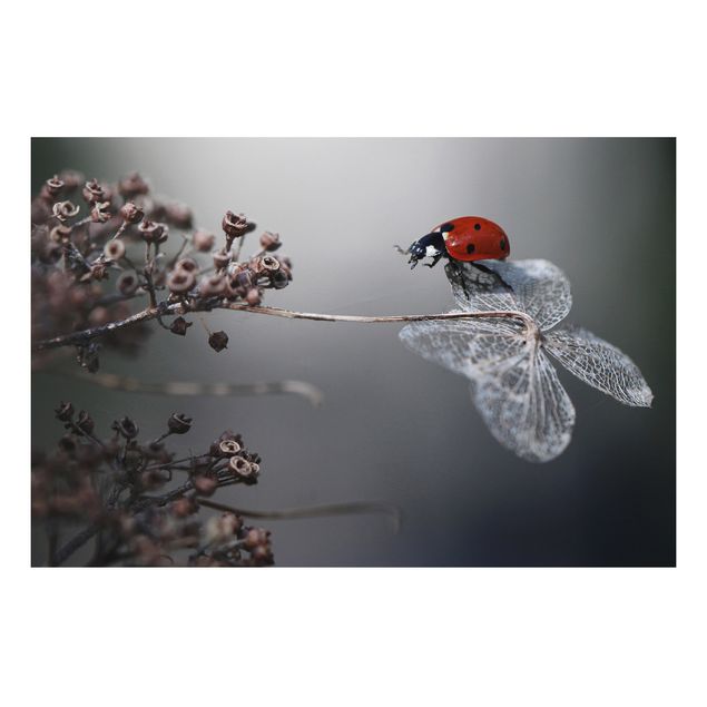 Tavlor blommor Ladybird On Hydrangea