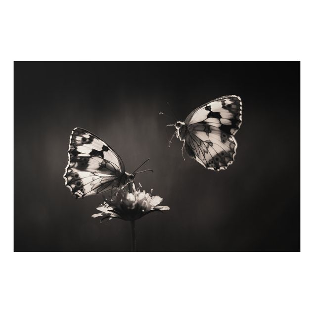 Tavlor fjärilar Medioluto Norte