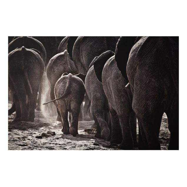 Tavlor elefanter Going Home