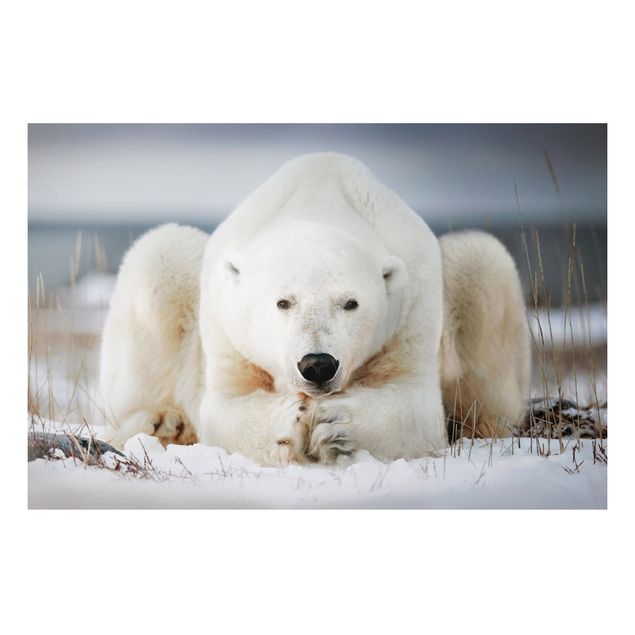 Tavlor björnar Contemplative Polar Bear