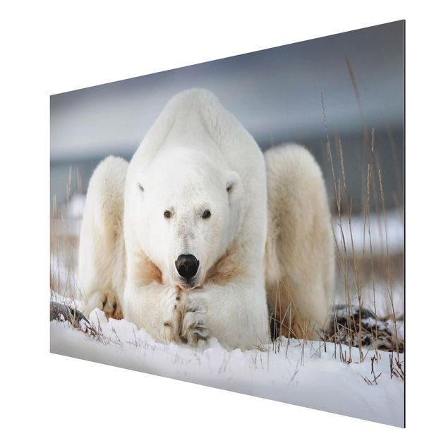 Tavlor modernt Contemplative Polar Bear