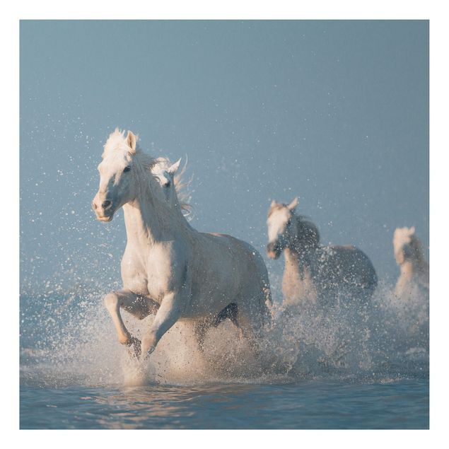Tavlor hästar Herd Of White Horses