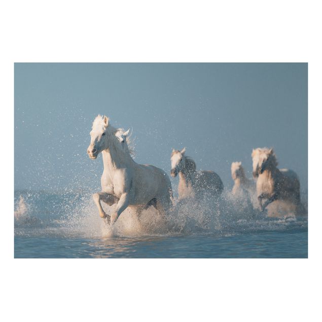 Tavlor hästar Herd Of White Horses
