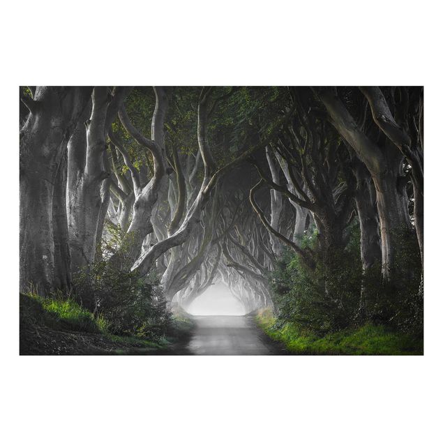 Tavlor träd Forest In Northern Ireland